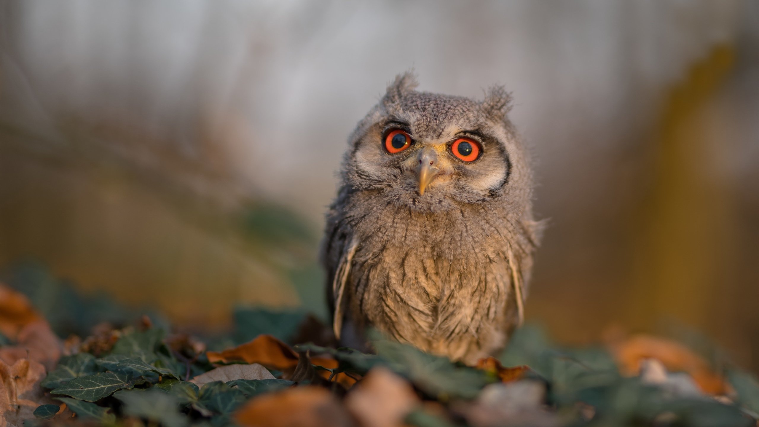 开云官网-_天空跳伞大赛：俯瞰城市的速度盛宴_，跳伞比赛视频