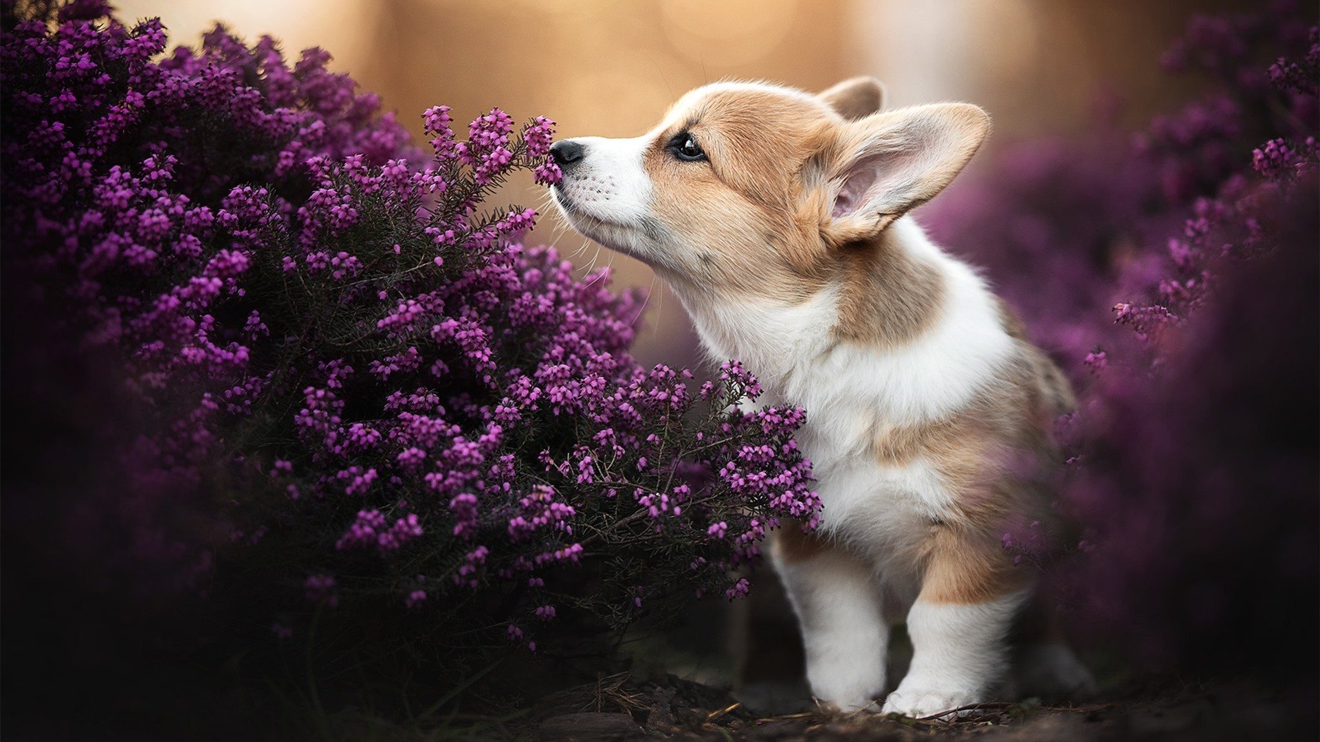 _快船队战术多样，迎难而上获胜利_，快船队都有谁