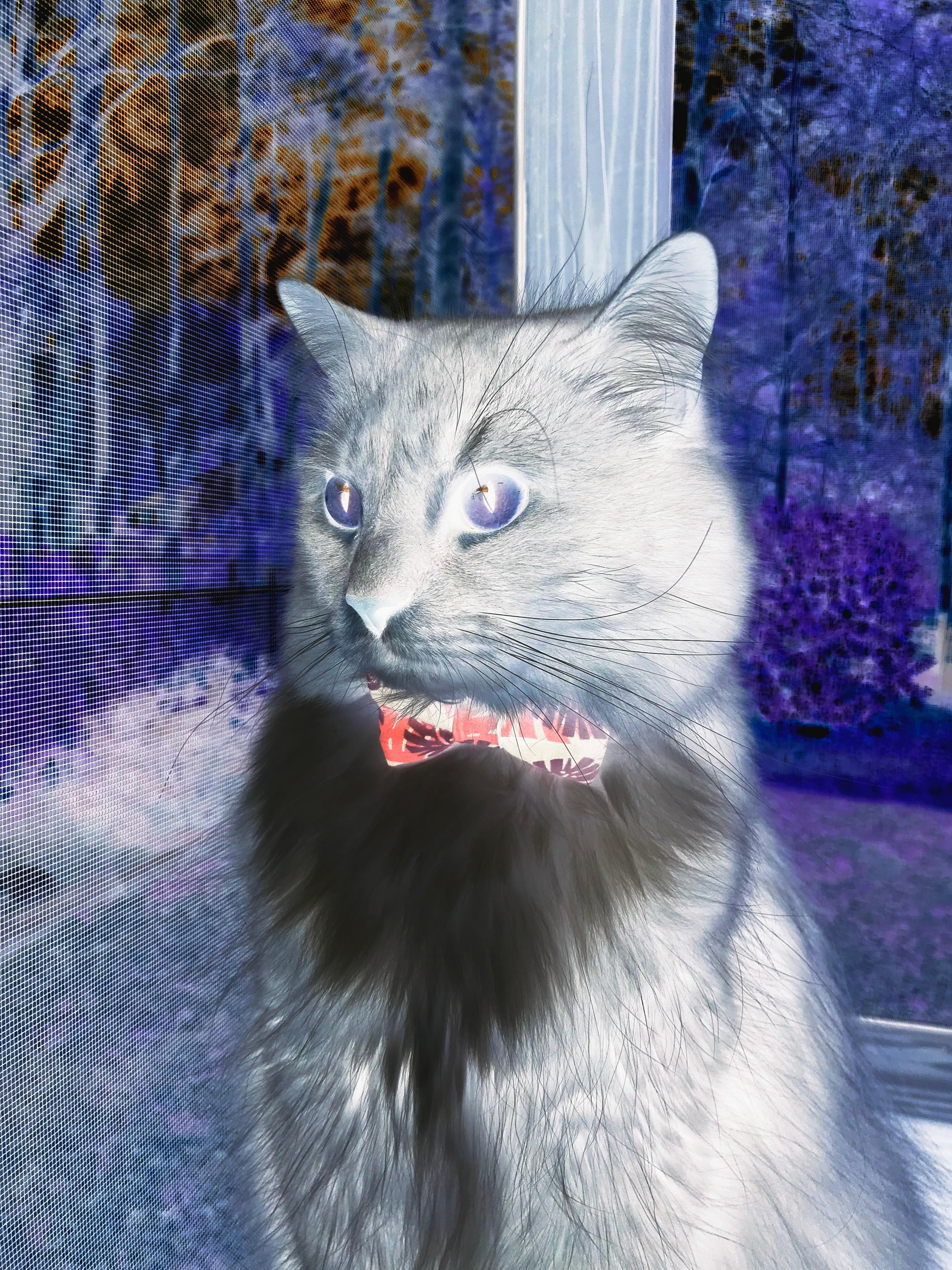 中国女篮全运会再夺金牌，Team China展现实力，中国女蓝全运会