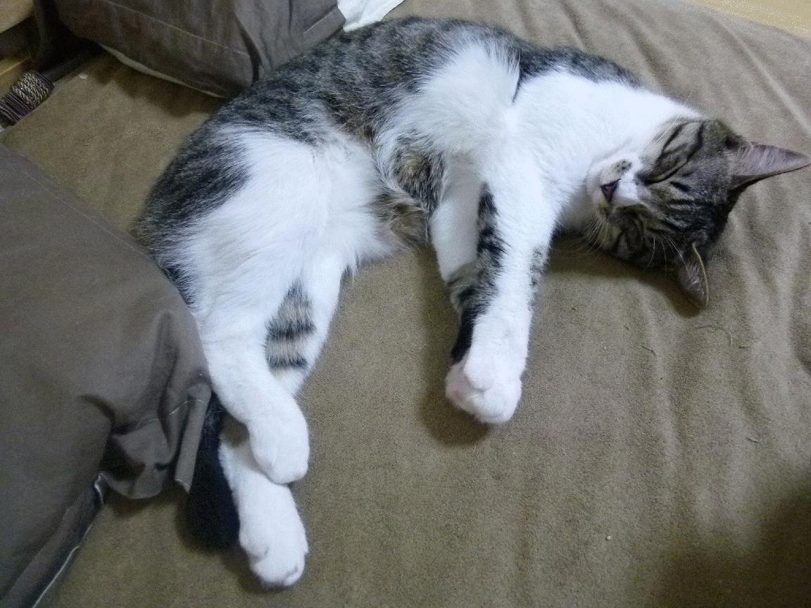 传奇纪录持续打破:哪些纪录即将被刷新?,传奇系列纪录片