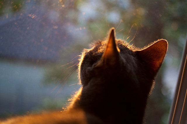 全面解析:哪个战术体系最具杀伤力?,有哪些战术打法